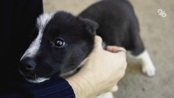 Ставропольский ветеринар рассказал об опасности энцефалитных клещей для животных
