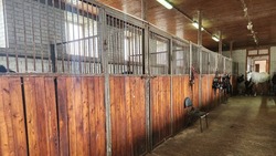 Мэр Железноводска предложил взять 10 истощённых лошадей в Александровском округе